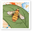 Honey Bees : Digital Illustration