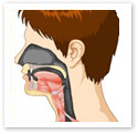 Facial Anatomy : Medical Illustration