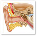 Hearing : Medical Illustration