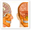 The human brain : Medical Illustration