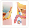 Male and Female : Medical Illustration