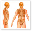 Skeleton Torso : Medical Illustration