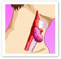 Thyroid Gland : Medical Illustration